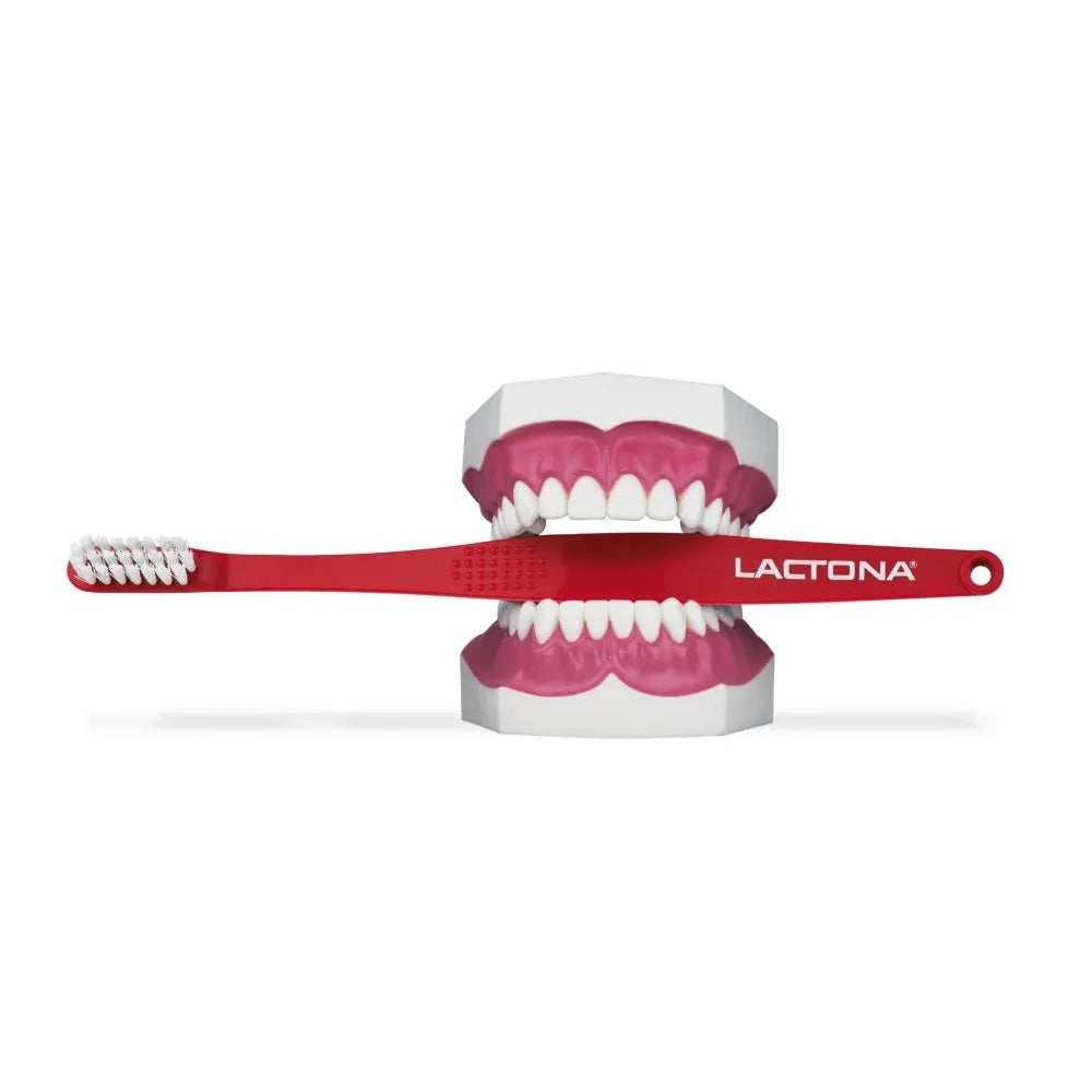 Lactona Demonstratiemodel Groot Gebitsmodel + iQ demo-borstel-Lactona-Sordent