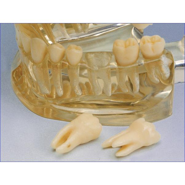 Hager & Werken Studiemodel Transparant-Hager & Werken-Sordent