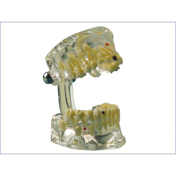 Hager & Werken Studiemodel Transparent Kind-Hager & Werken-Sordent