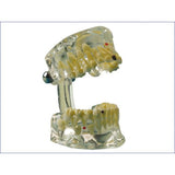 Hager & Werken Studiemodel Transparent Kind-Hager & Werken-Sordent