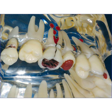 Hager & Werken Studiemodel Transparant De Luxe-Hager & Werken-Sordent