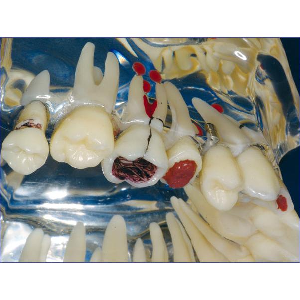 Hager & Werken Studiemodel Transparant De Luxe-Hager & Werken-Sordent