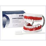 Hager & Werken Studiemodel Vergroot (incl. extra grote tandenborstel)-Hager & Werken-Sordent